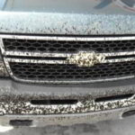 insectos coche