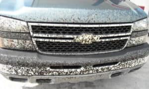 insectos coche